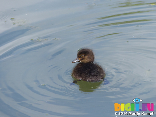 FZ006354 Tufted duckling (Aythya fuligula)